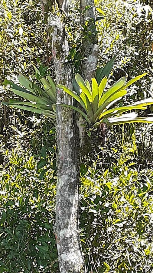 Loft Aconchego Da Serra Petrópolis Eksteriør bilde